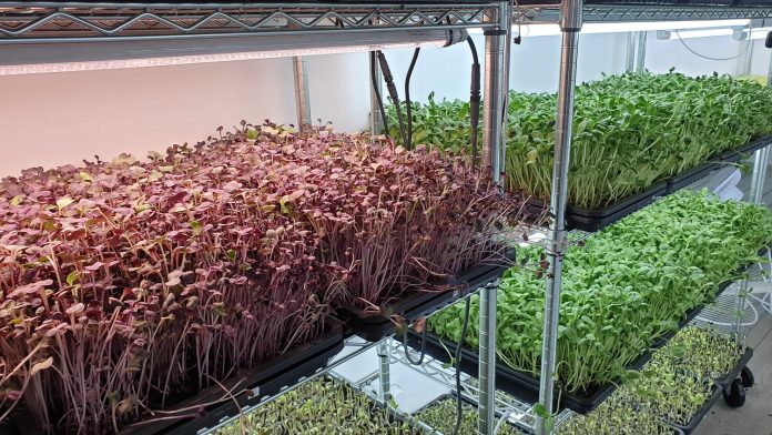 Growing+microgreens+in+the+Winter