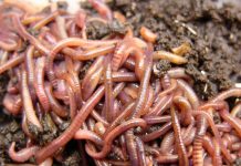 How Worm Farming (Vermiculture) Is Quietly Making Kenyans Money